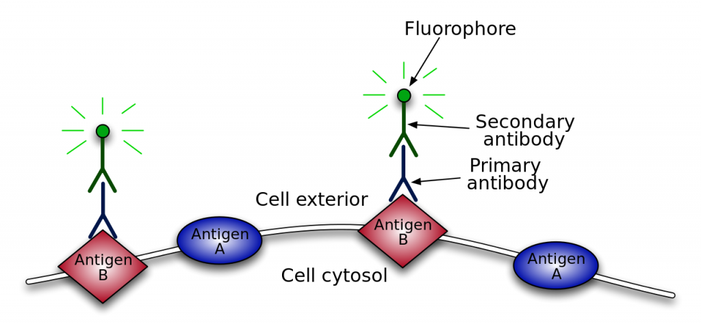 Primary-Secondaryantibody.svg